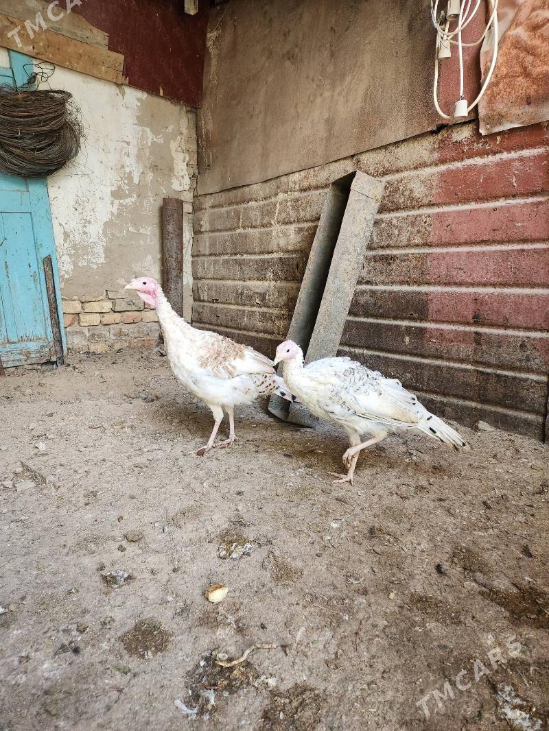 induk - Хитровка - img 2