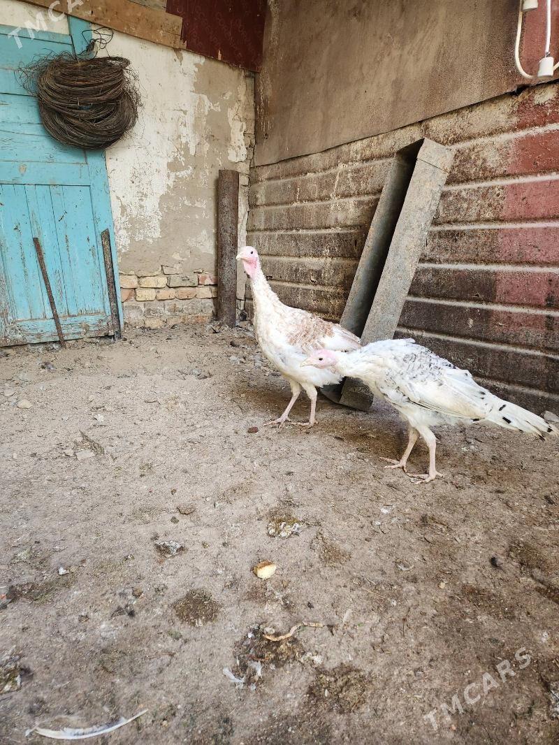 induk - Хитровка - img 3