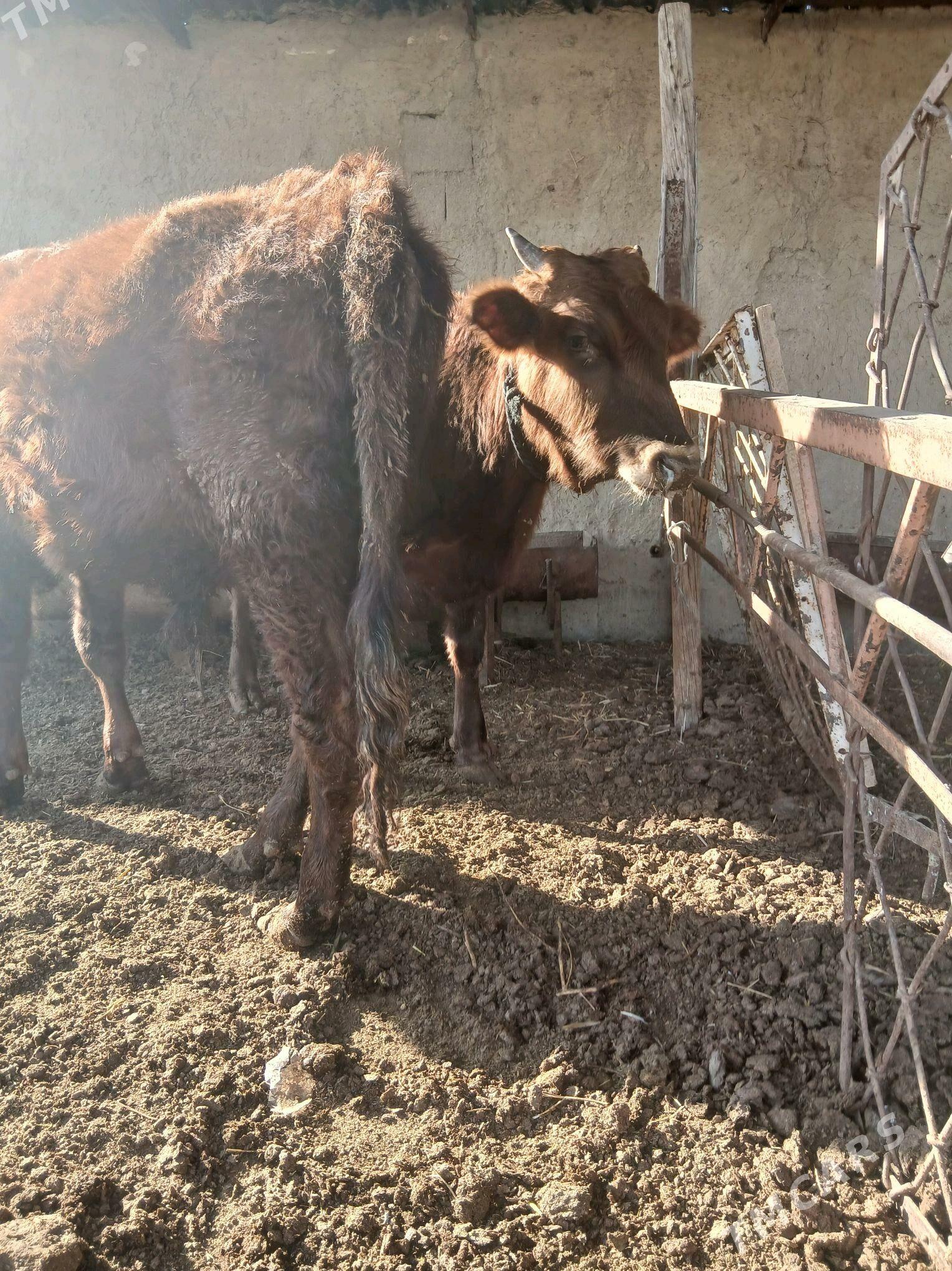 Сатлык Окизлер - Гёкдепе - img 2