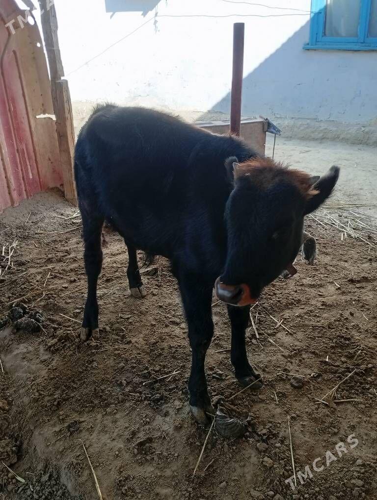 okuz - Бахарден - img 2