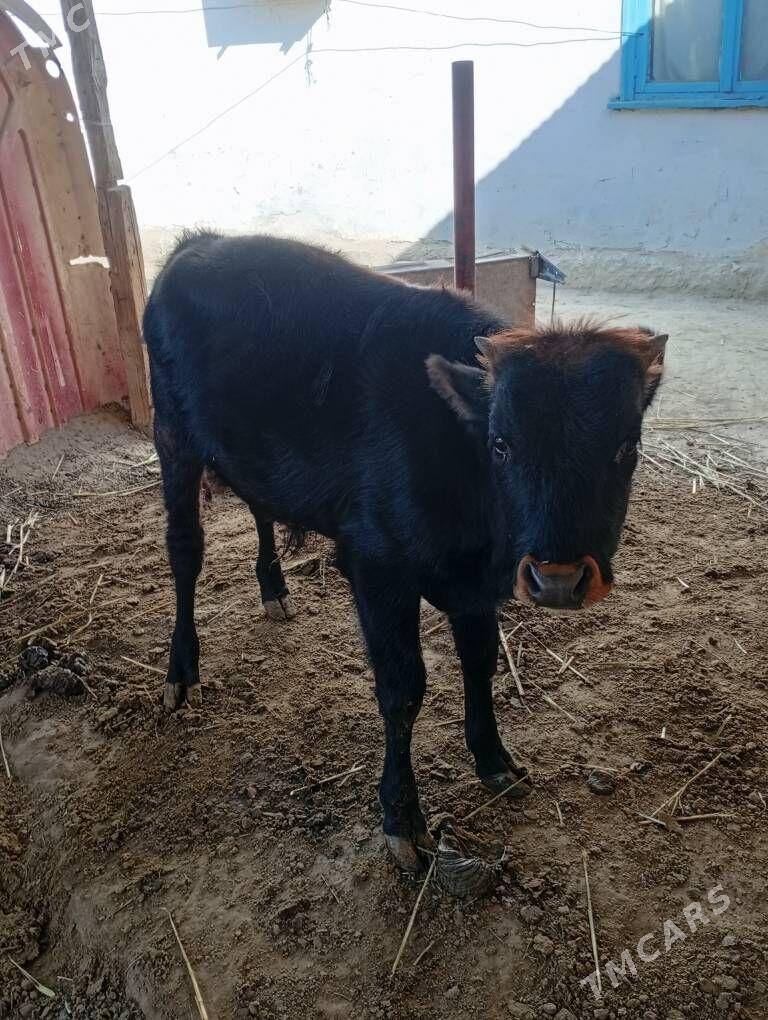 okuz - Бахарден - img 3