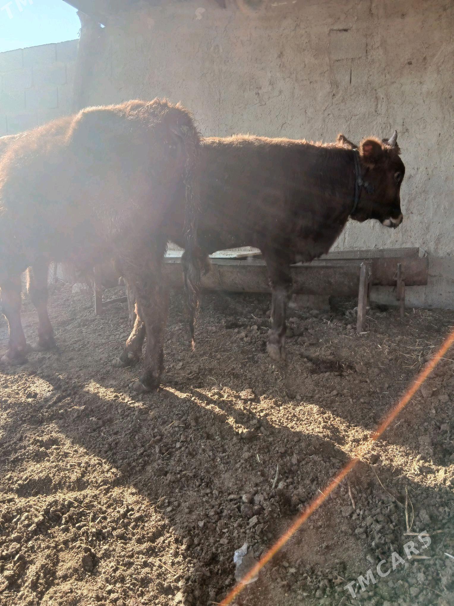 Сатлык Окизлер - Гёкдепе - img 3