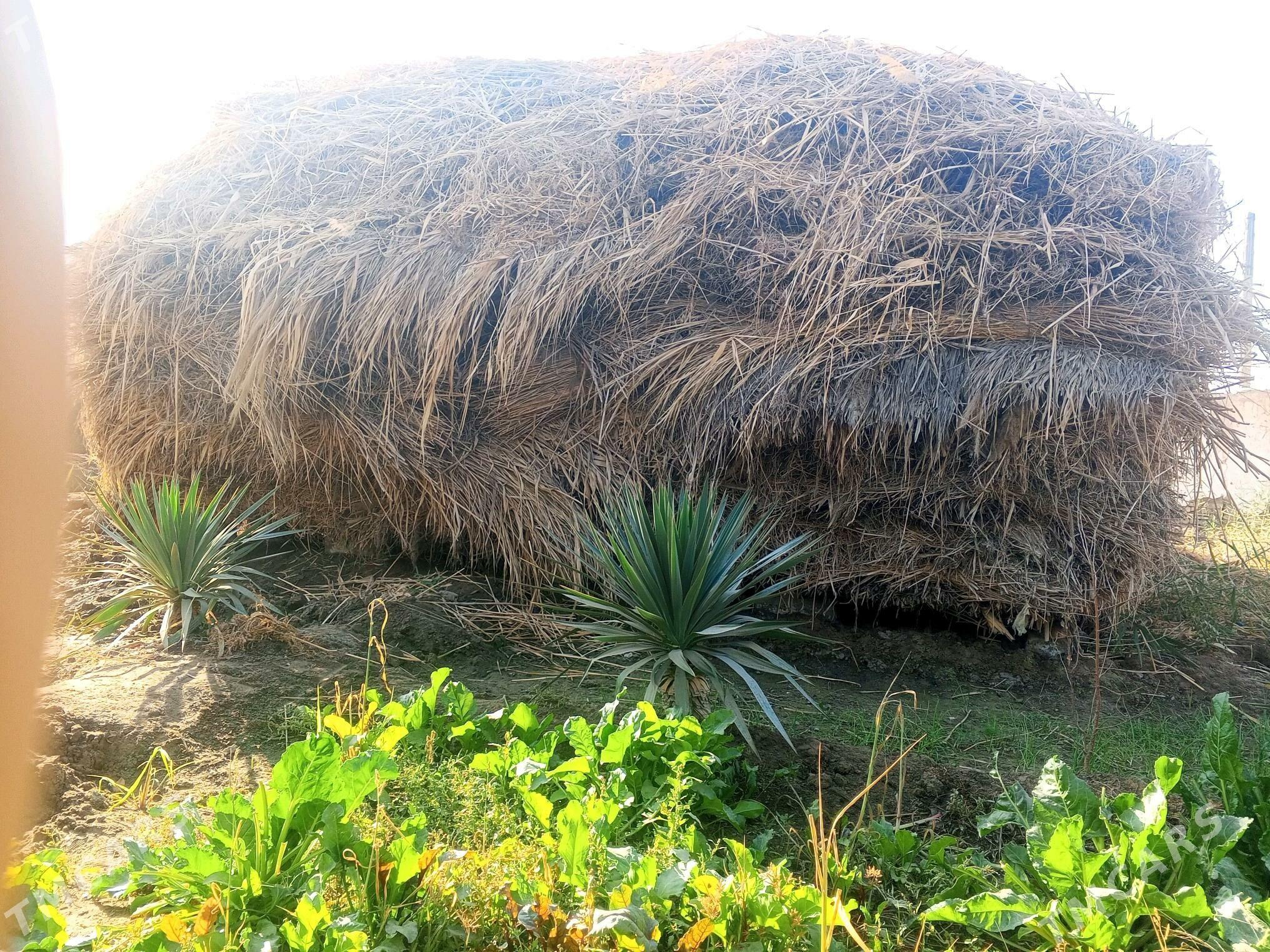 MAL OTY - Türkmenabat - img 2