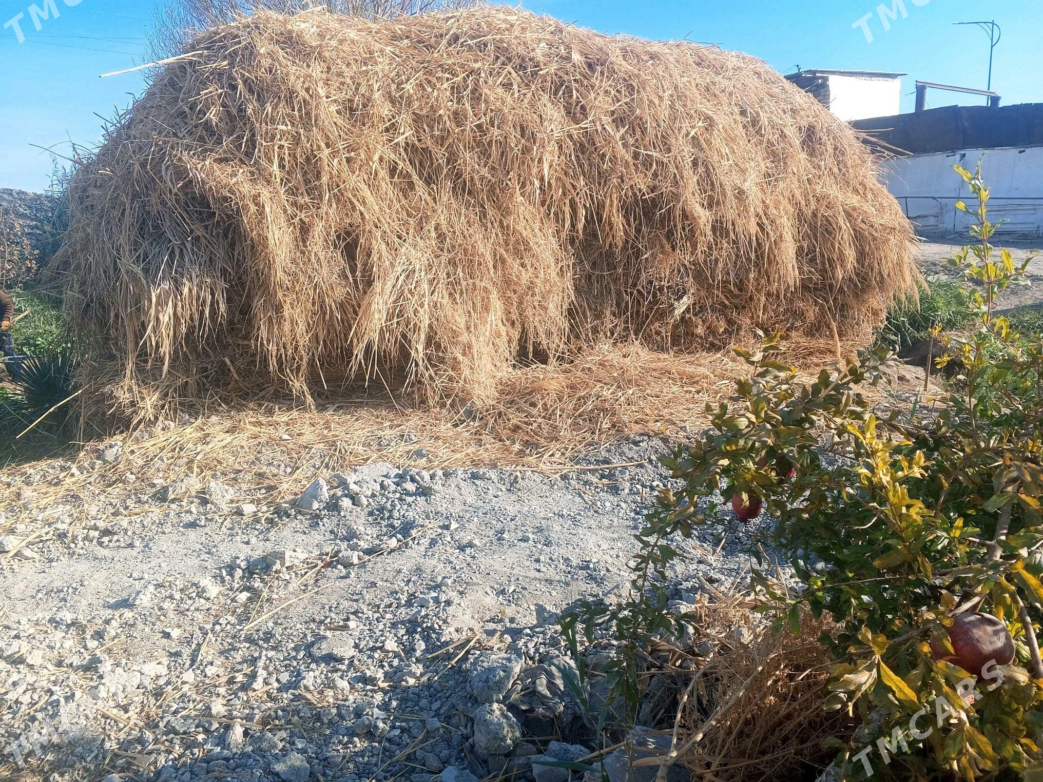 MAL OTY - Türkmenabat - img 3