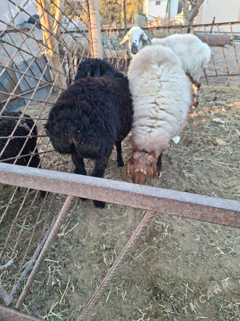 goýun - Çoganly - img 4