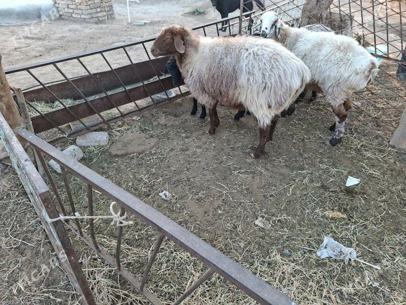 goýun - Çoganly - img 2