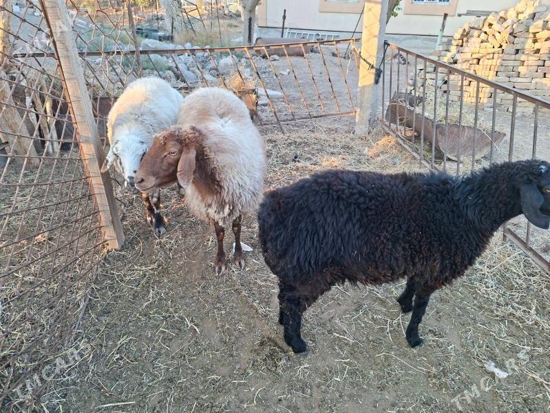 goýun - Çoganly - img 3