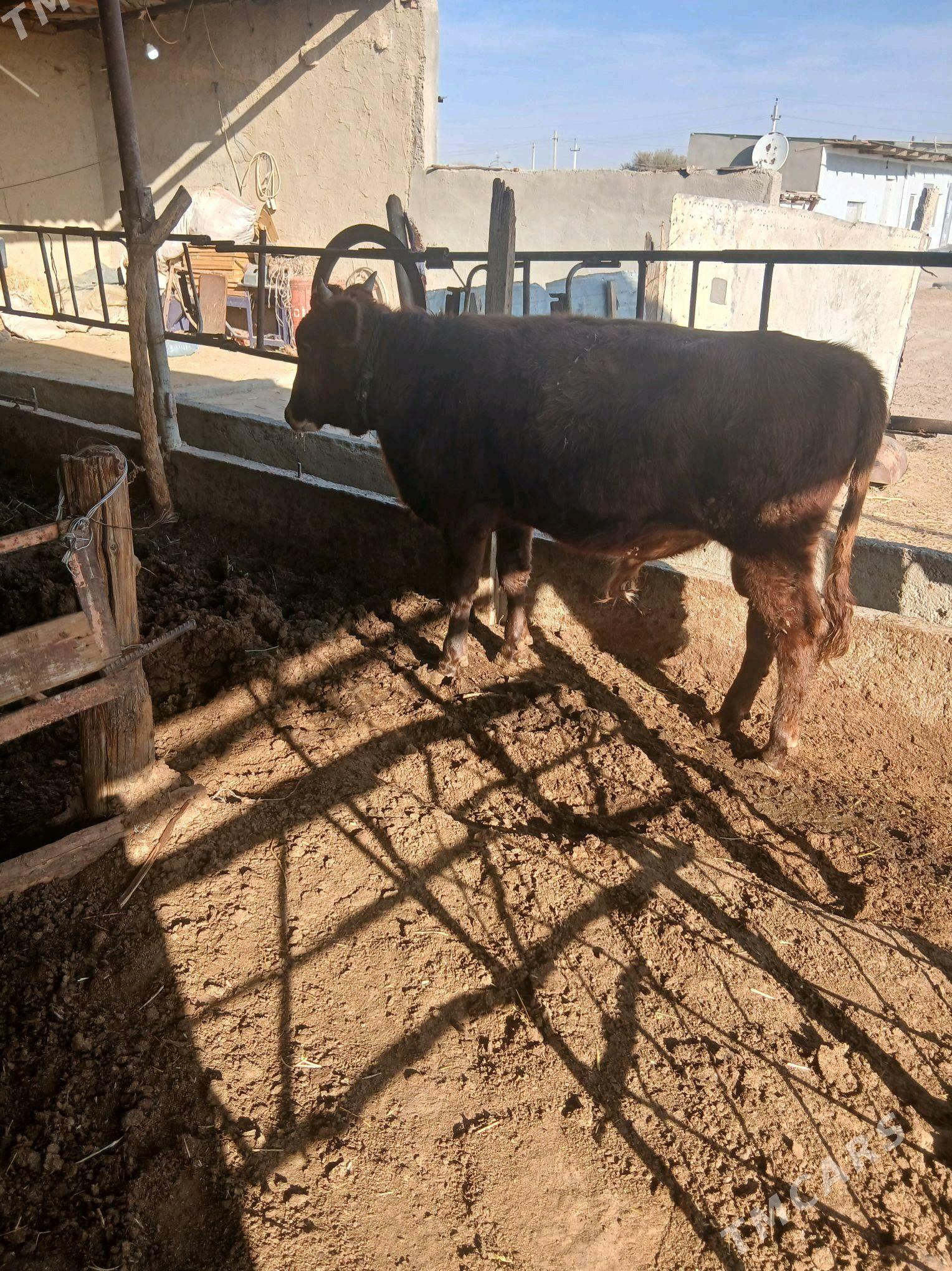 Сатлык Окизлер - Гёкдепе - img 4