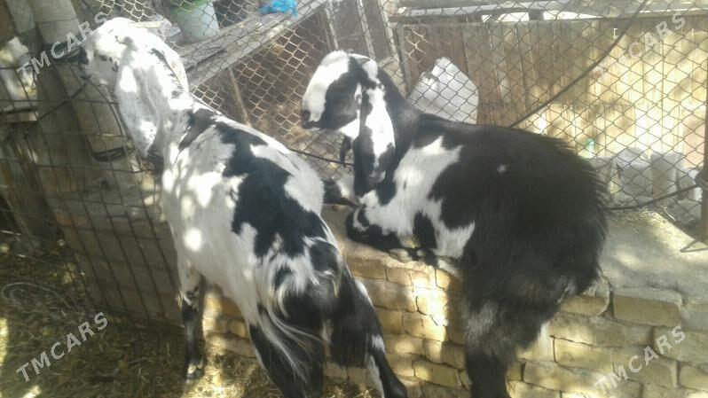 Пакистан овлак уркачы - Керки - img 3