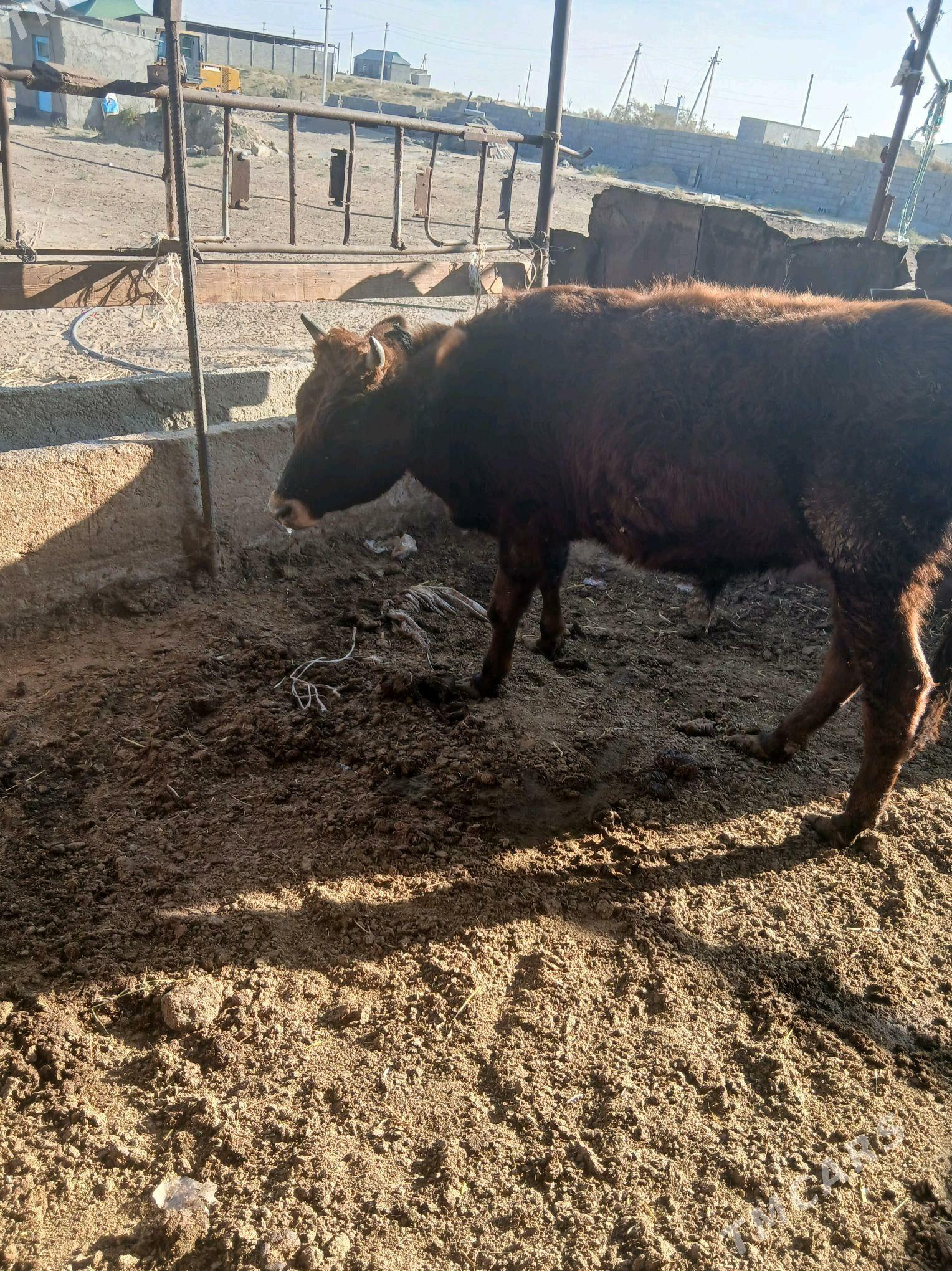 Сатлык Окизлер - Гёкдепе - img 5