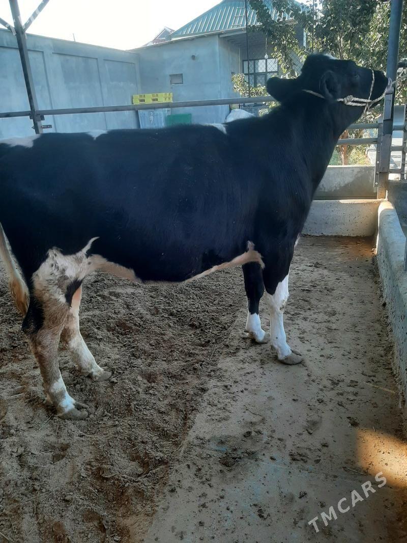 tuwe bogaz galysdeyin arginal - Херрикгала - img 7