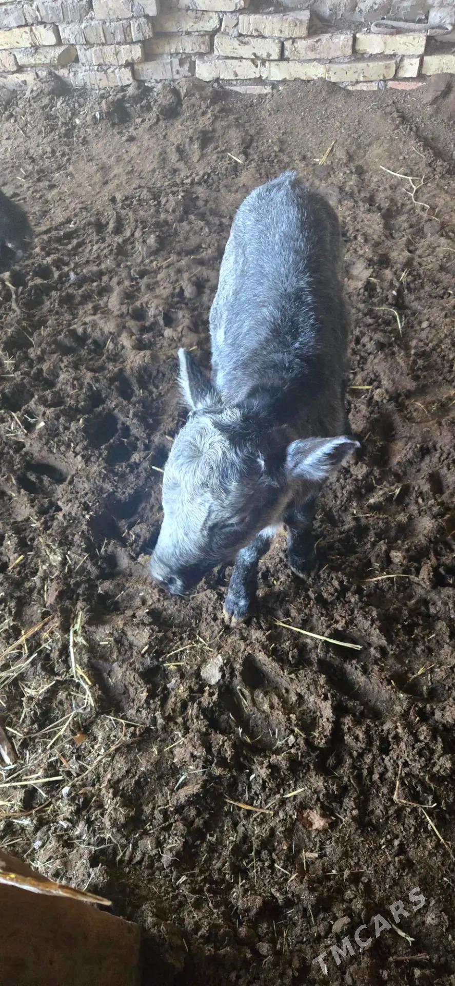 saglyk sygyr - Чарджоу - img 7