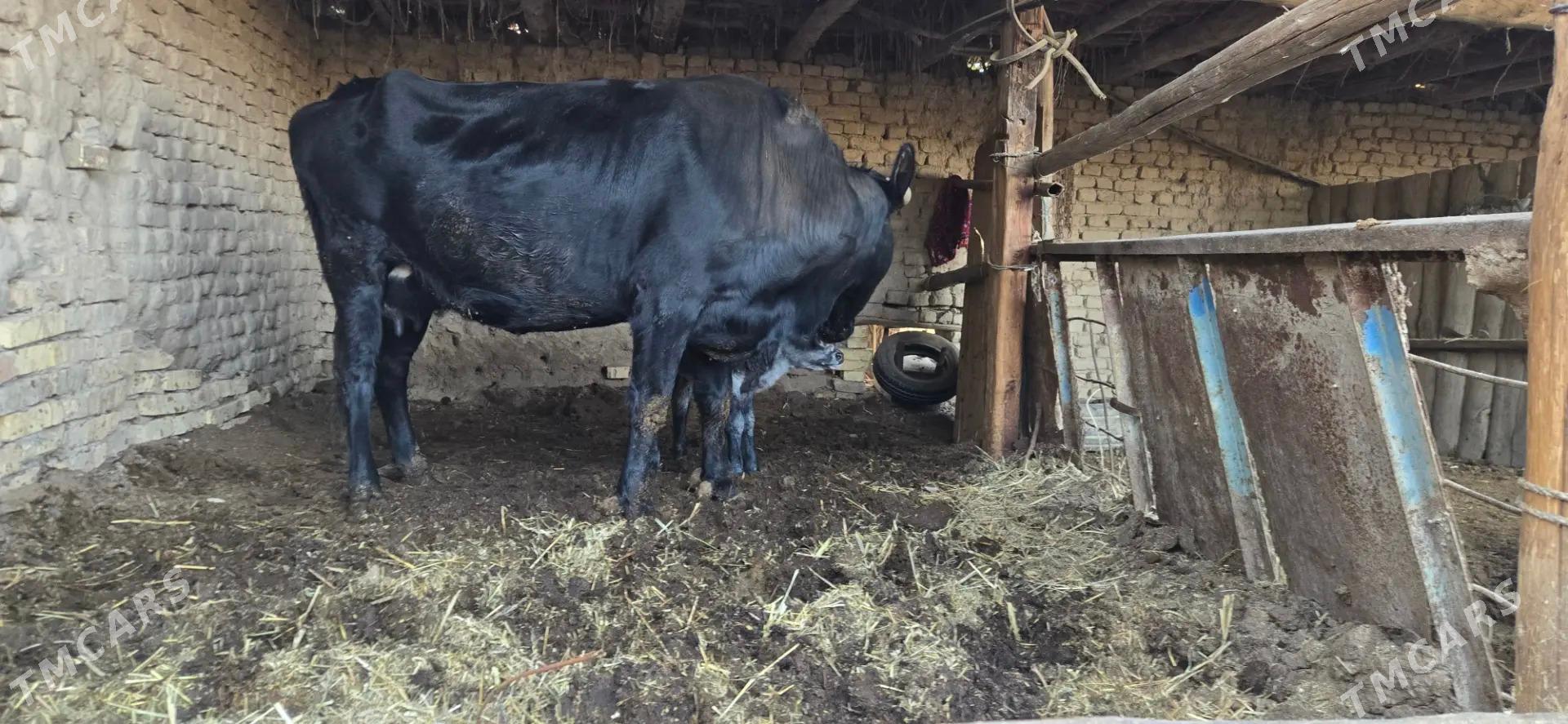 saglyk sygyr - Чарджоу - img 9