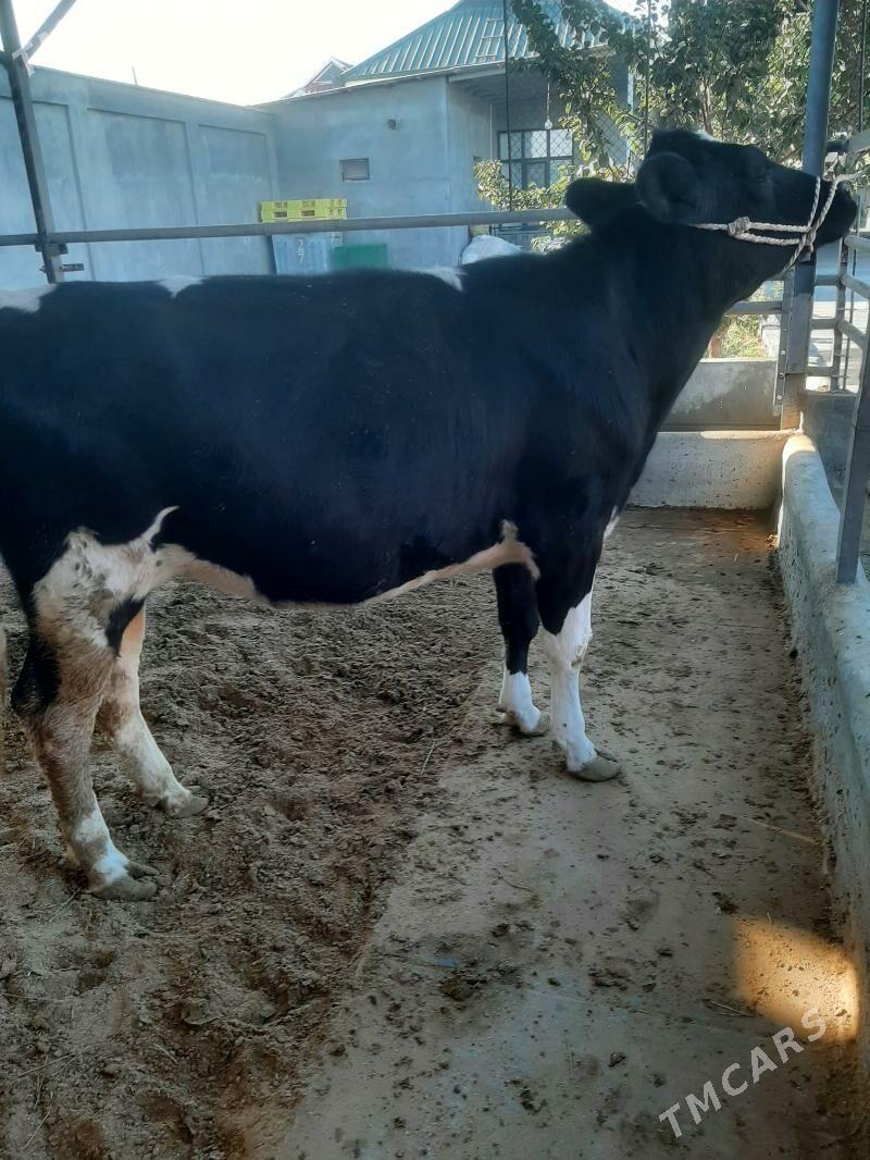 tuwe bogaz galysdeyin arginal - Херрикгала - img 4