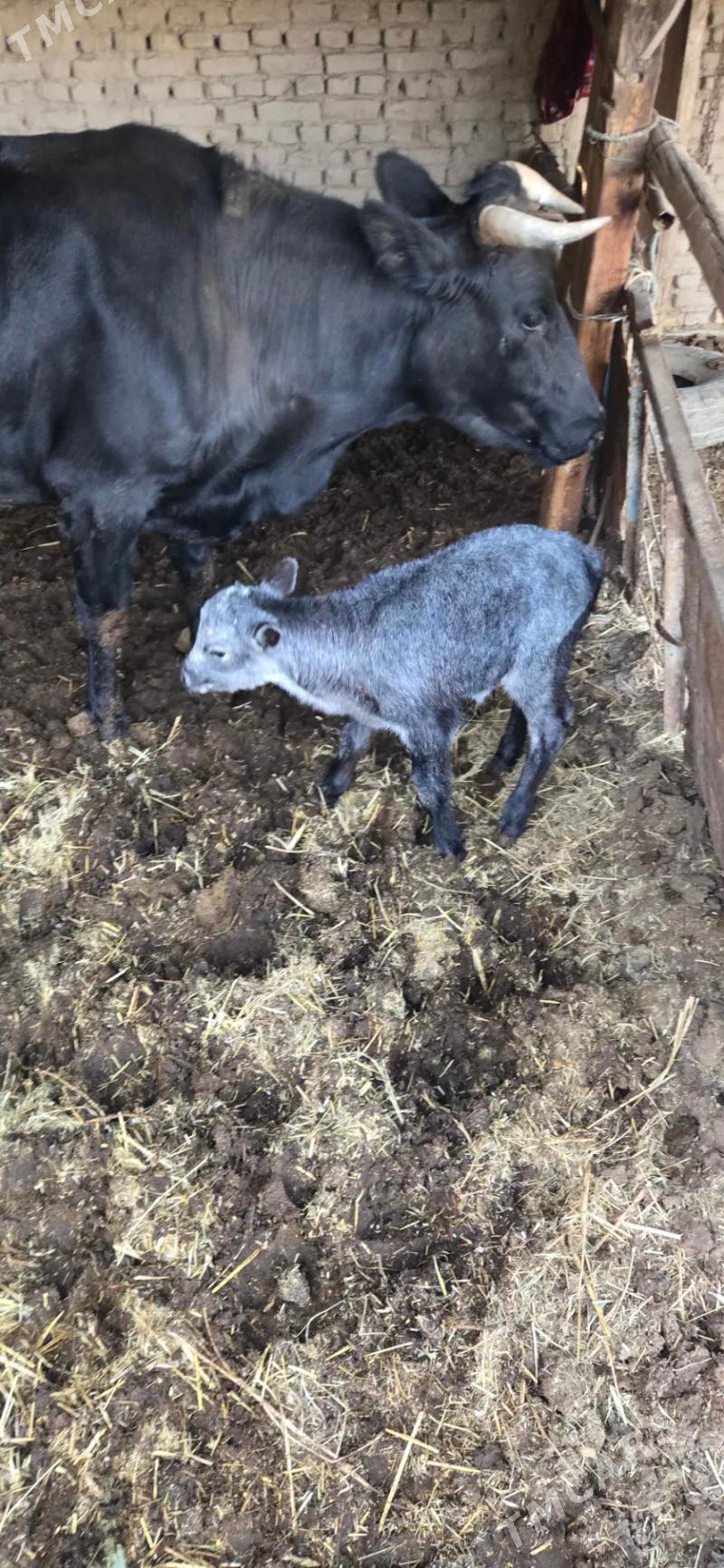 saglyk sygyr - Чарджоу - img 8