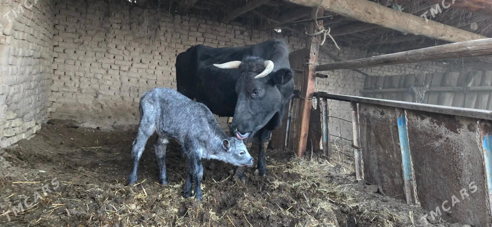 saglyk sygyr - Чарджоу - img 2