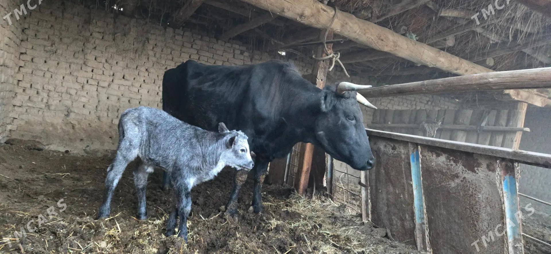 saglyk sygyr - Чарджоу - img 3