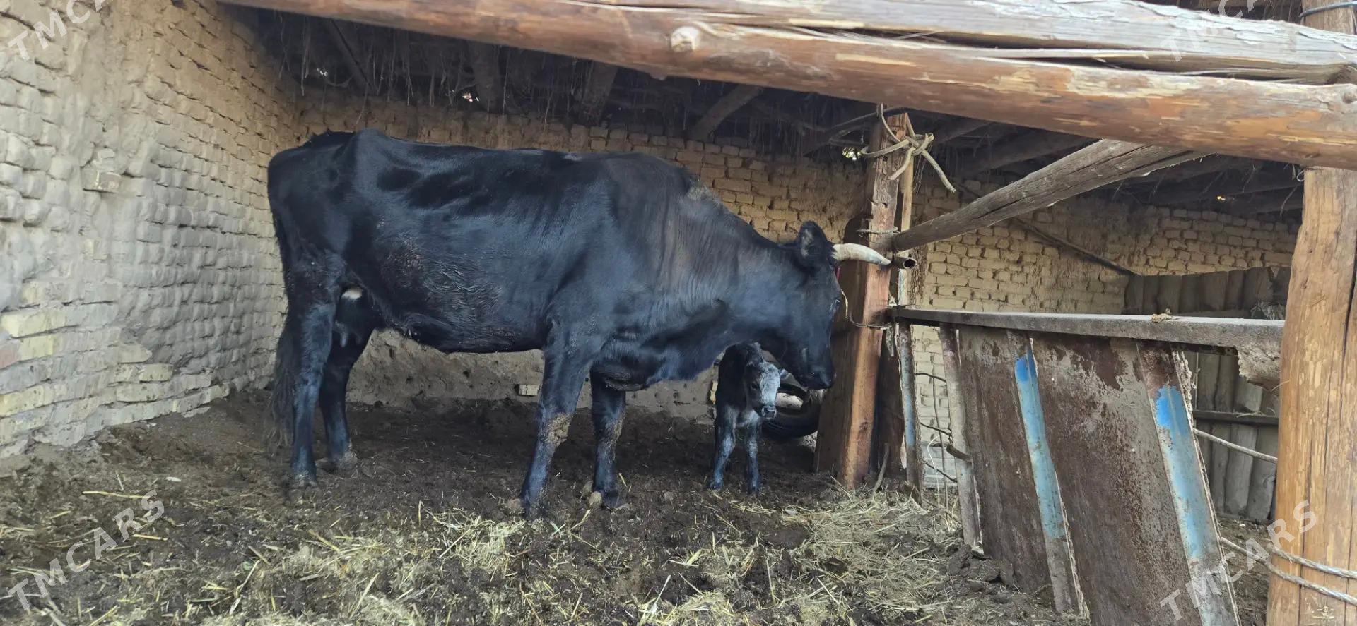 saglyk sygyr - Чарджоу - img 6