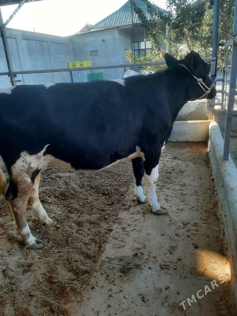 tuwe bogaz galysdeyin arginal - Херрикгала - img 3