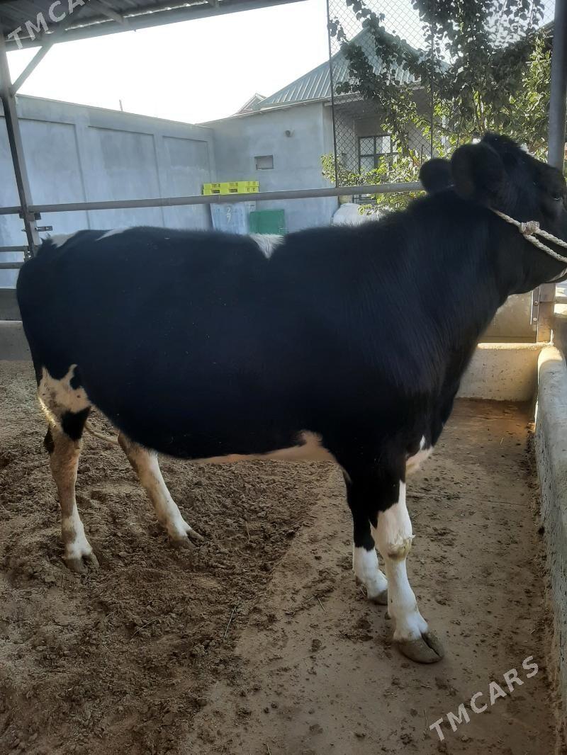 tuwe bogaz galysdeyin arginal - Херрикгала - img 6