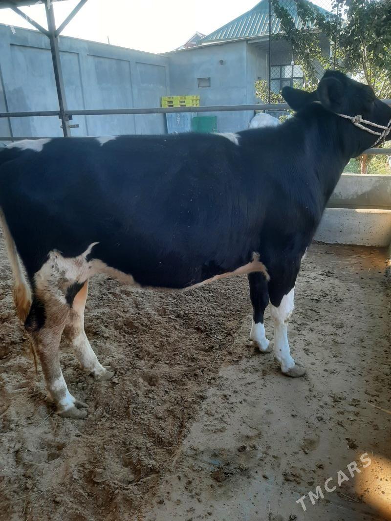 tuwe bogaz galysdeyin arginal - Херрикгала - img 2