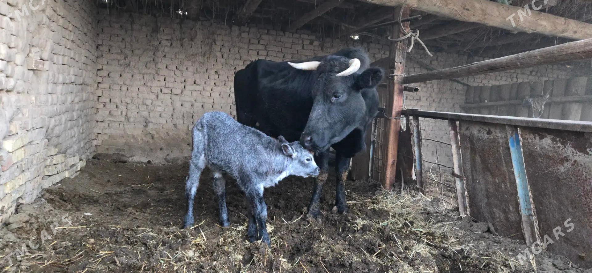 saglyk sygyr - Чарджоу - img 5