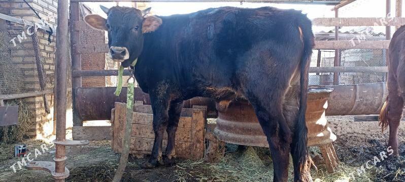 Okuz - Sakarçäge - img 5