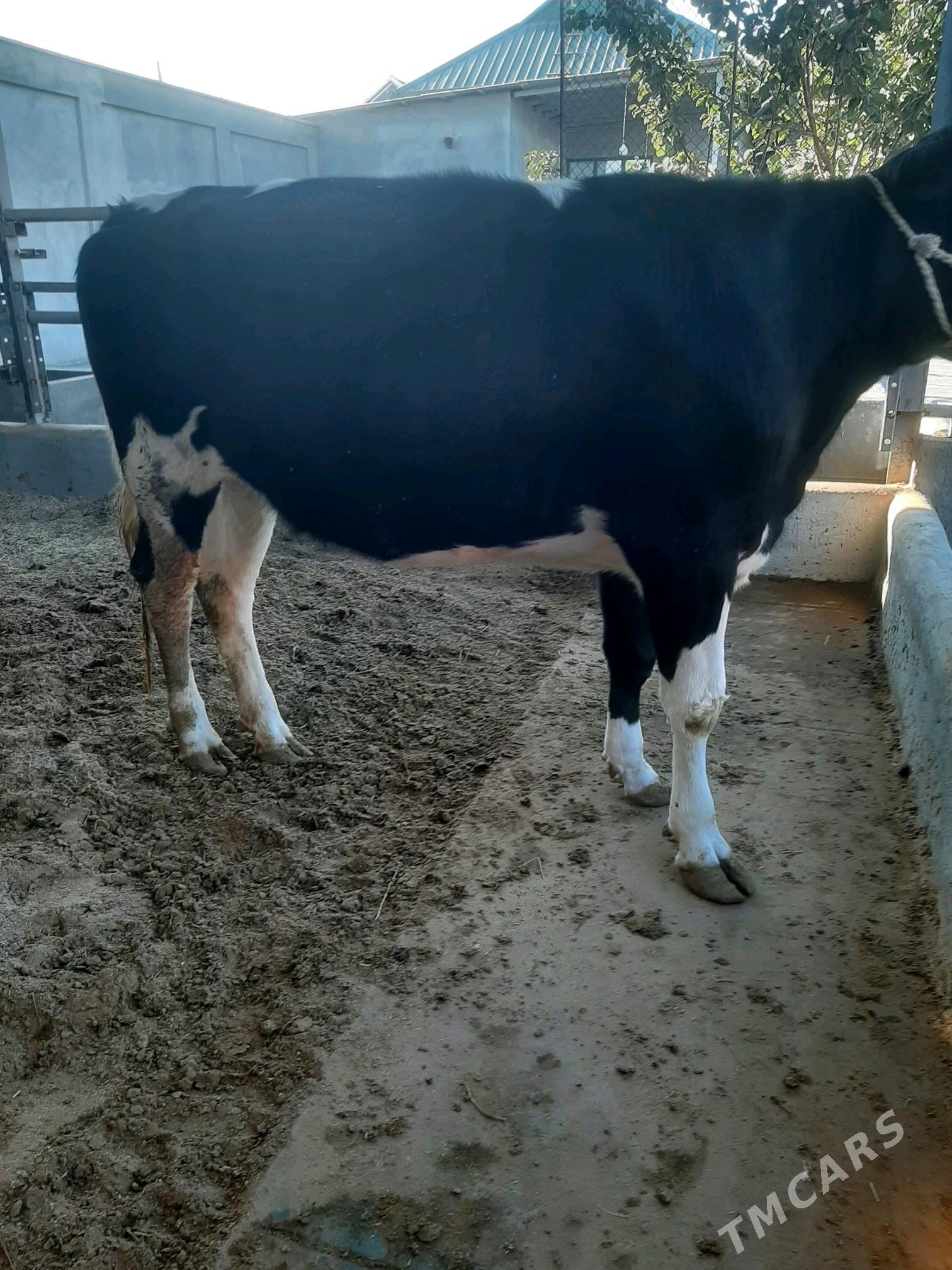 tuwe bogaz galysdeyin arginal - Херрикгала - img 5