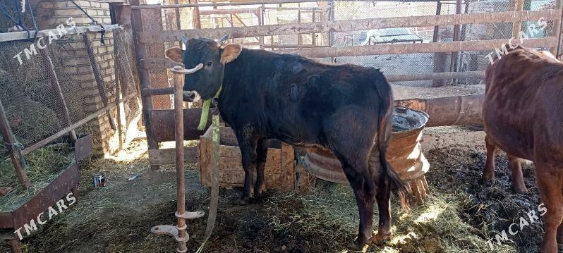 Okuz - Sakarçäge - img 2