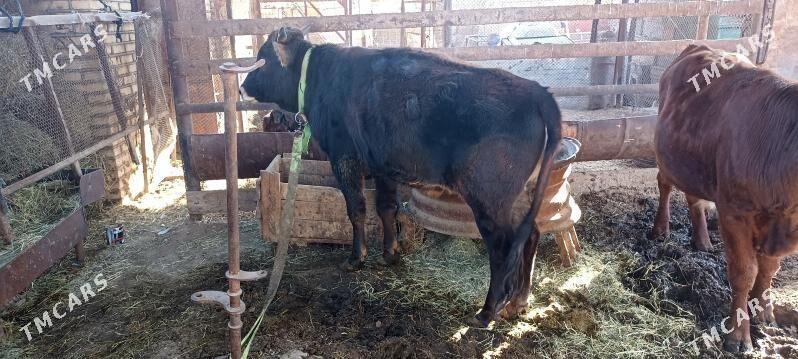 Okuz - Sakarçäge - img 3