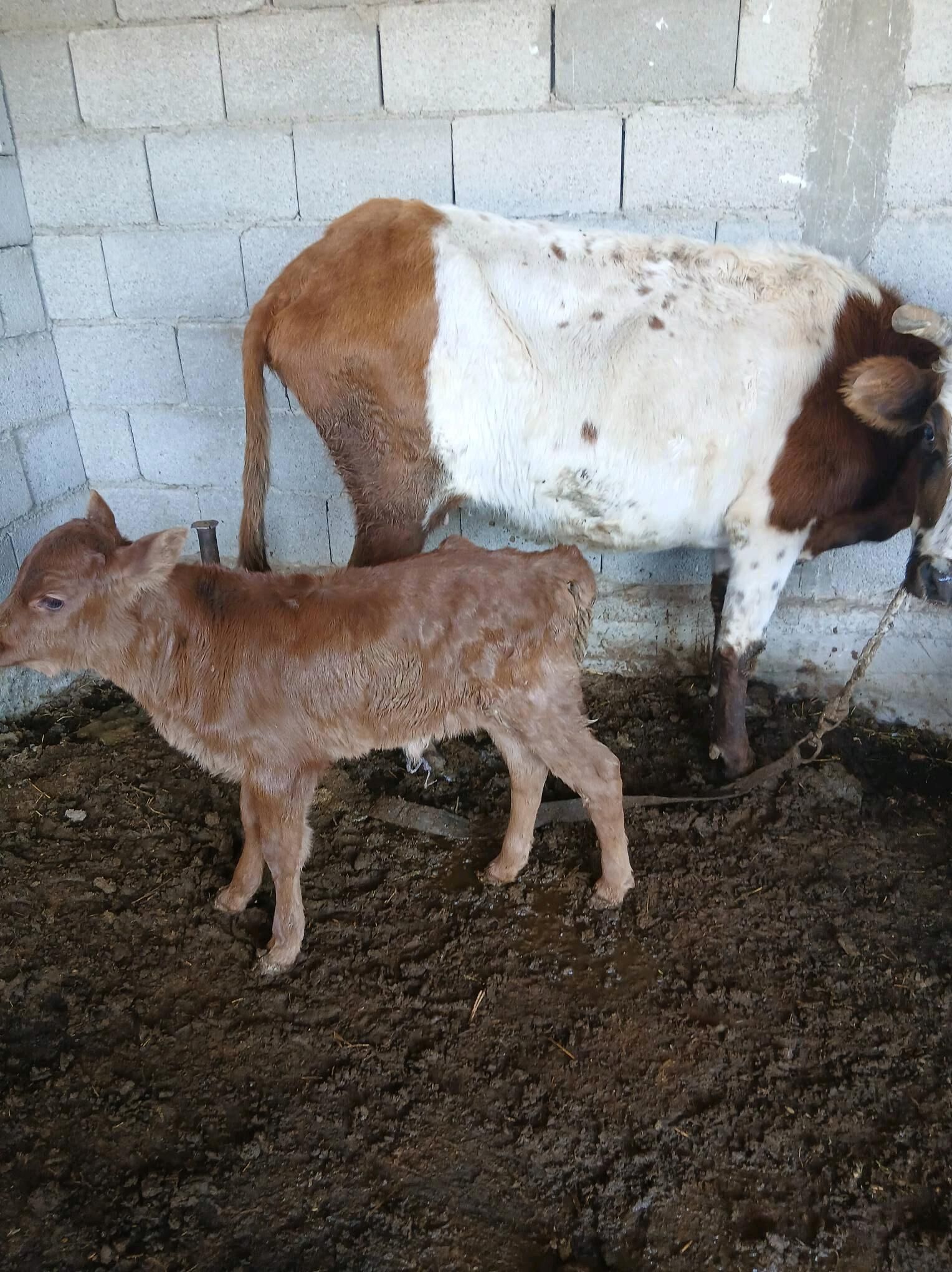 Göleli sygyr - Яшлык - img 2