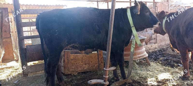 Okuz - Sakarçäge - img 4