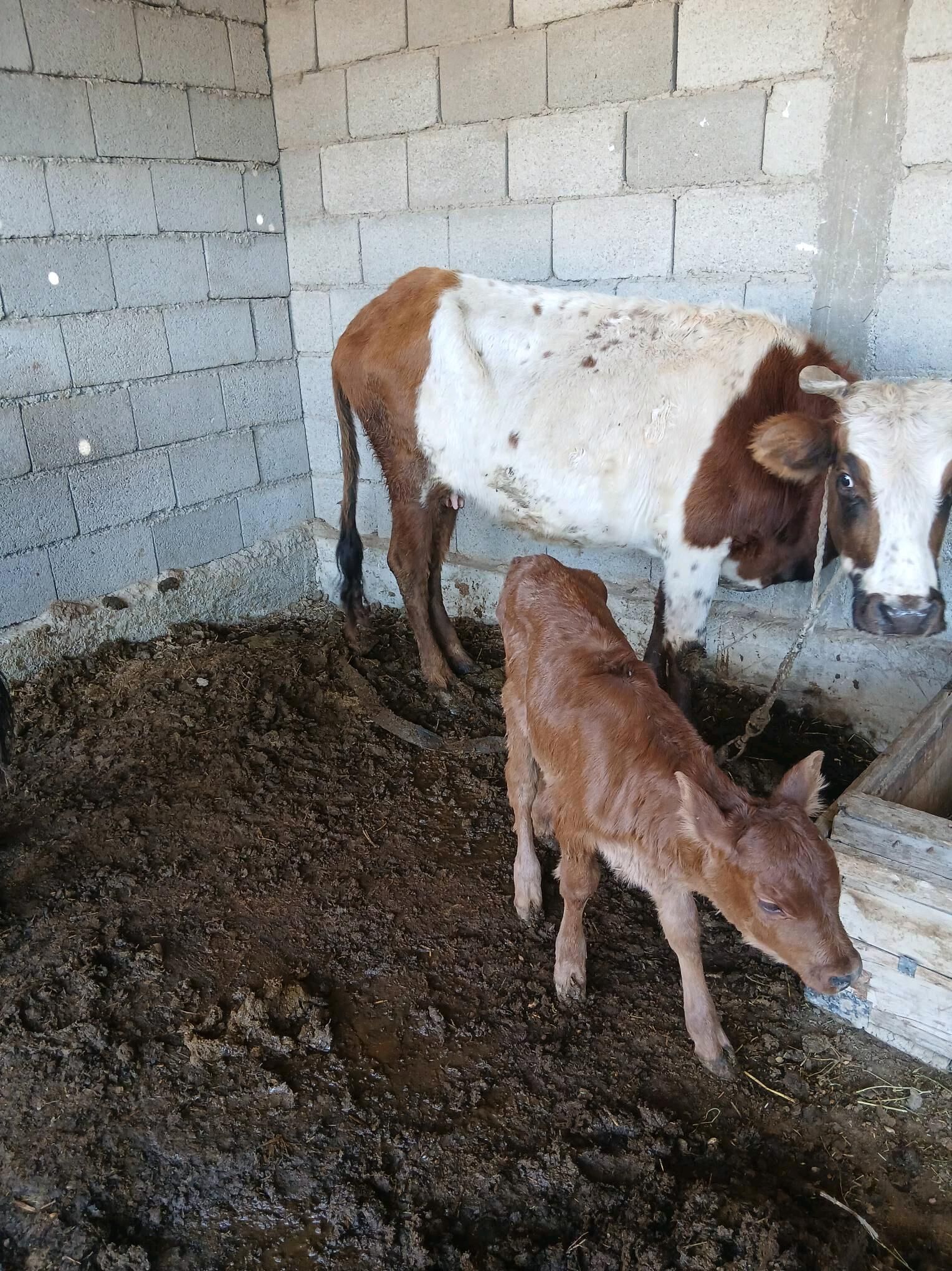 Göleli sygyr - Яшлык - img 3