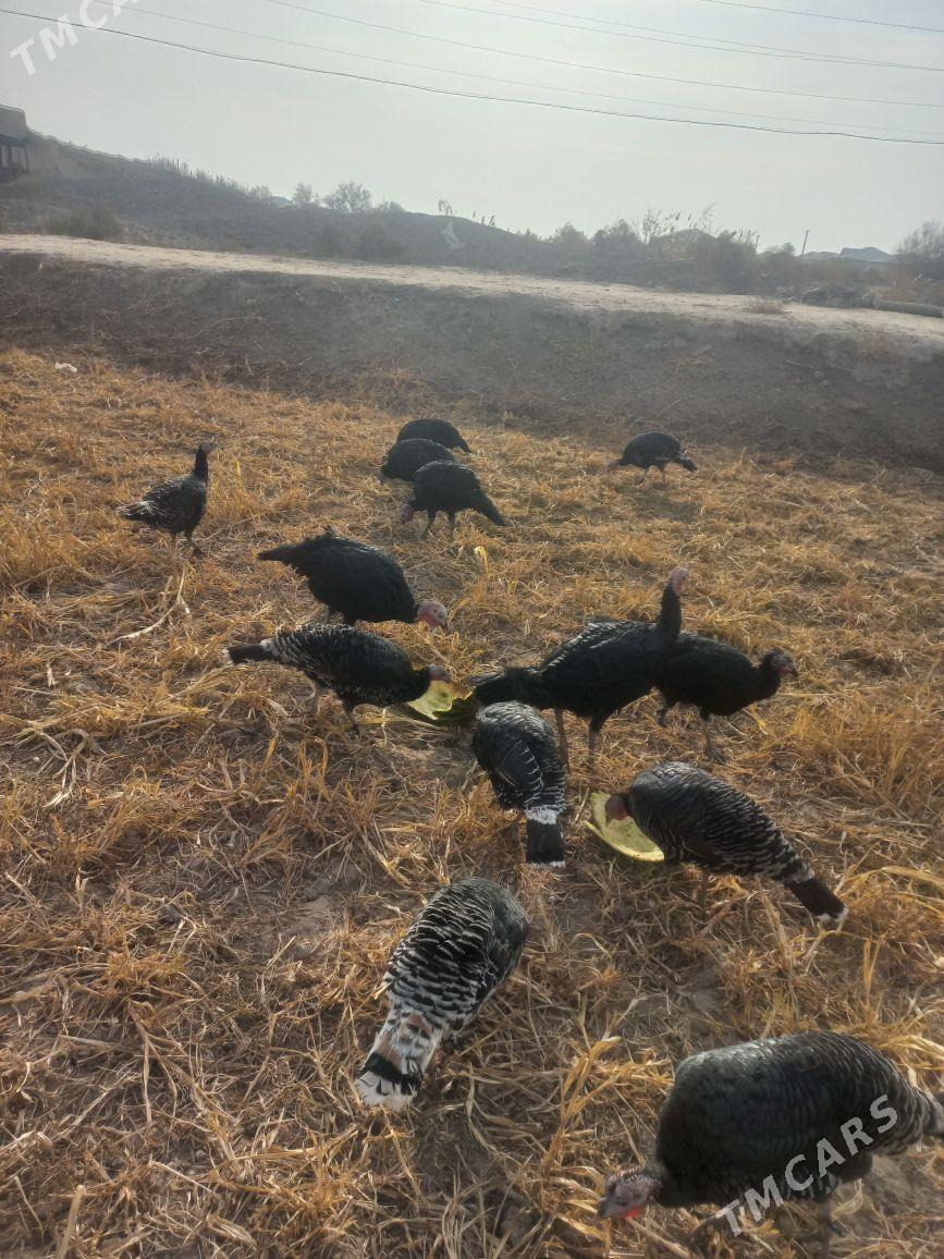 induk - Gubadag - img 4