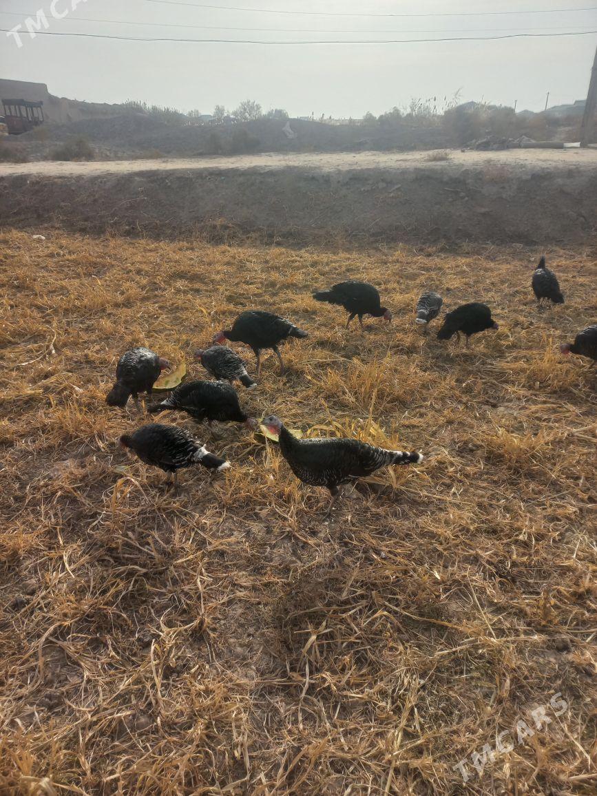 induk - Gubadag - img 3