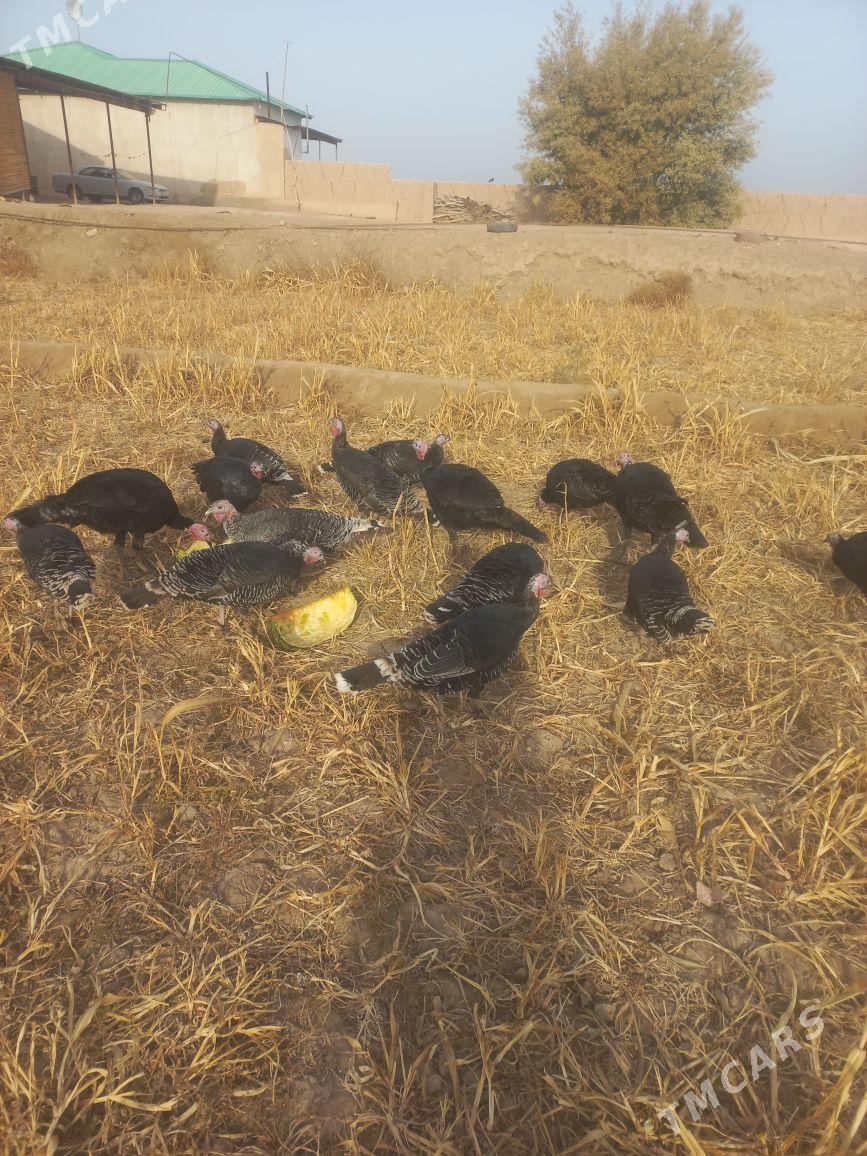 induk - Gubadag - img 2