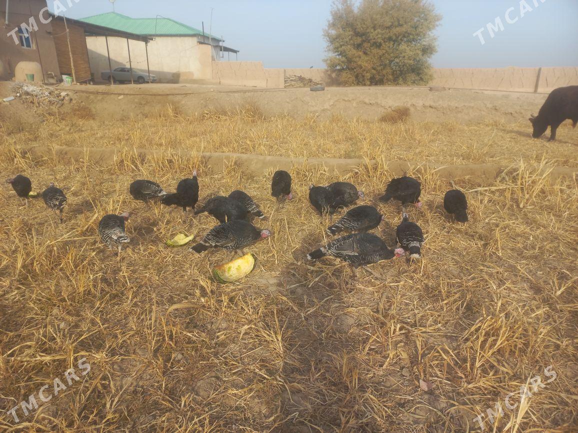 induk - Gubadag - img 5