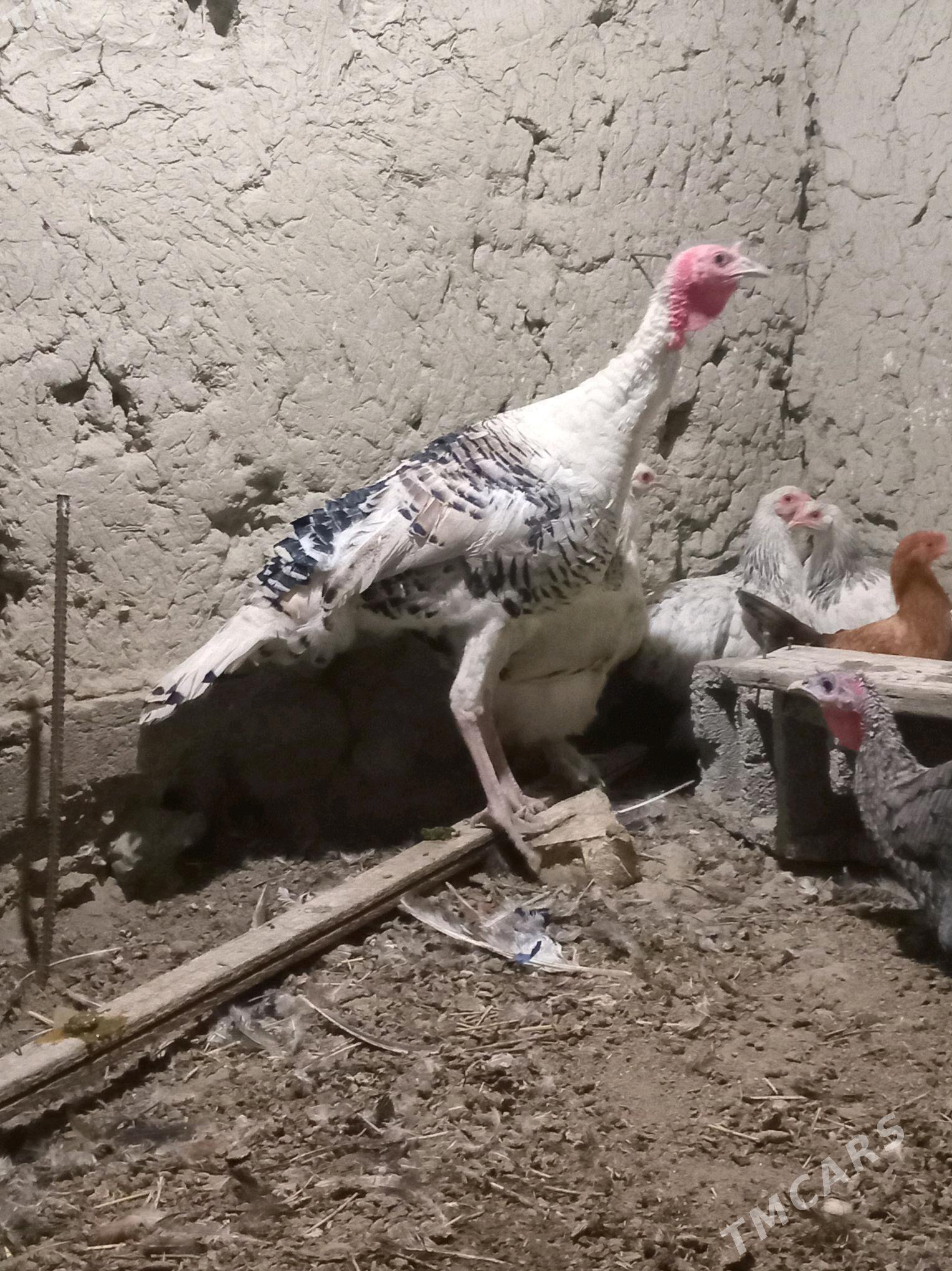 induk - Бахарден - img 1