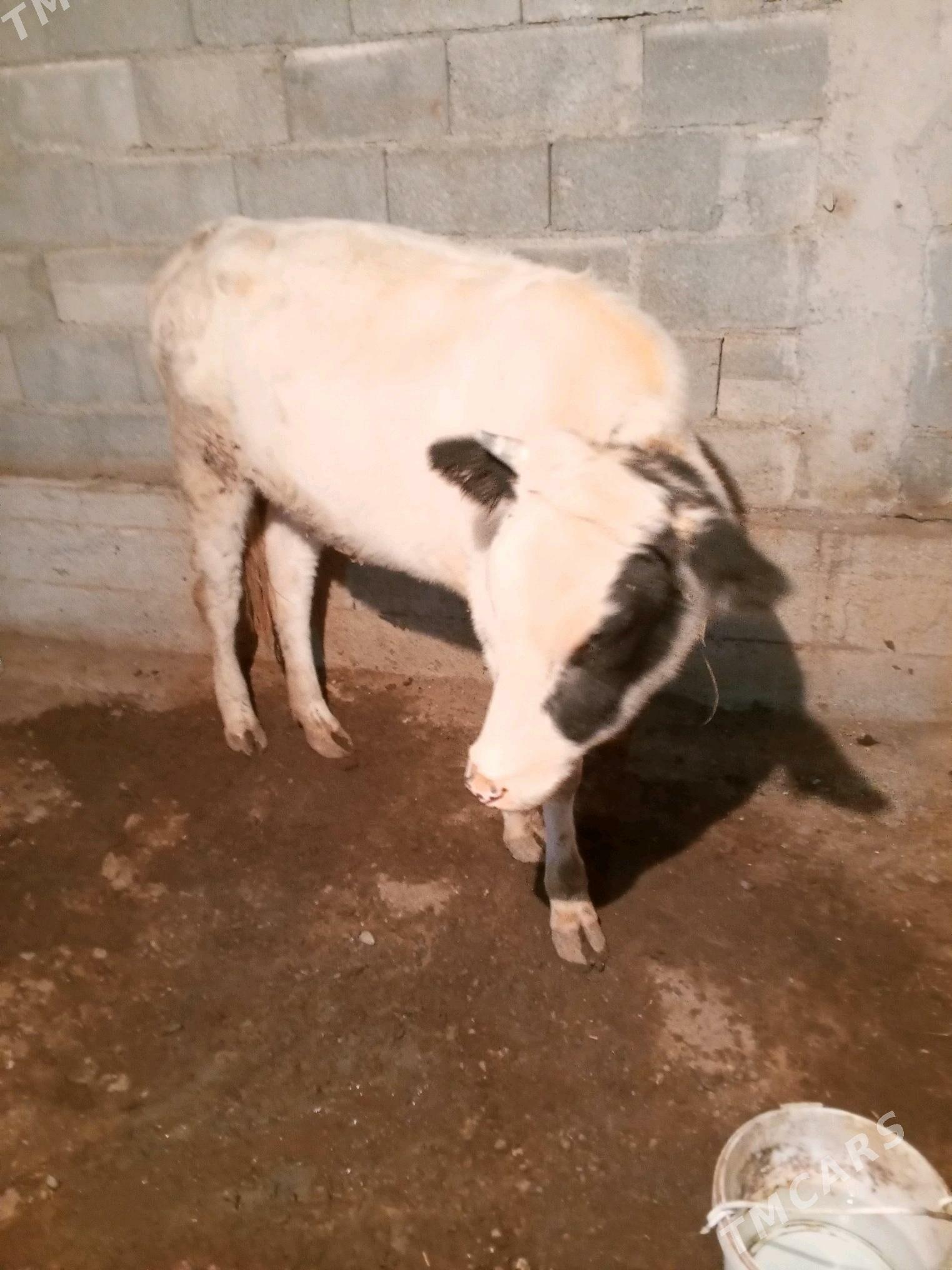 sygyr - Ашхабад - img 2