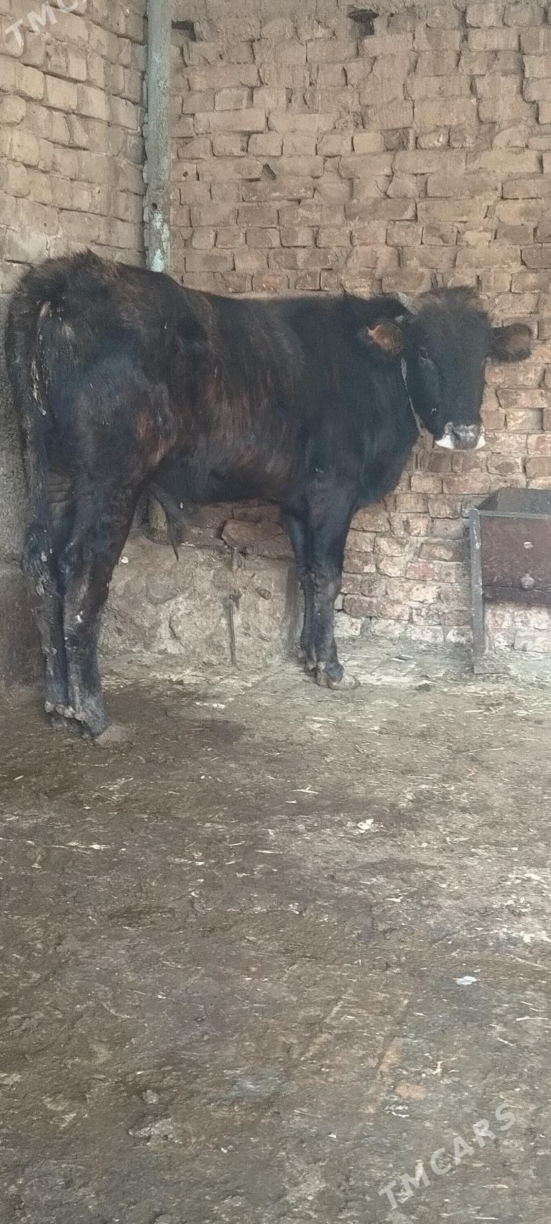 okuz - Ашхабад - img 2