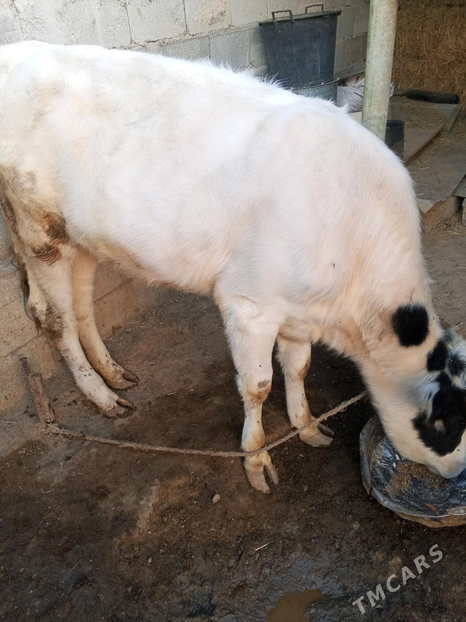 sygyr - Ашхабад - img 1