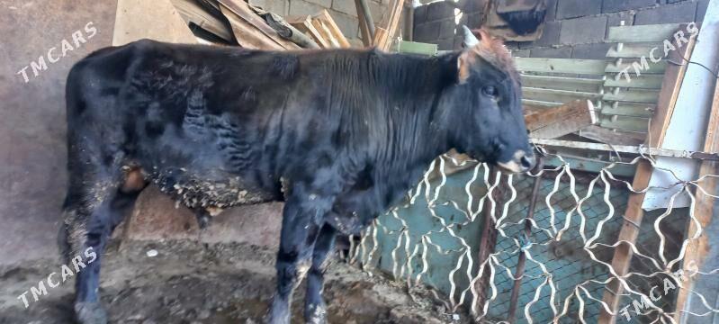 швед окуз - Ýalkym - img 3