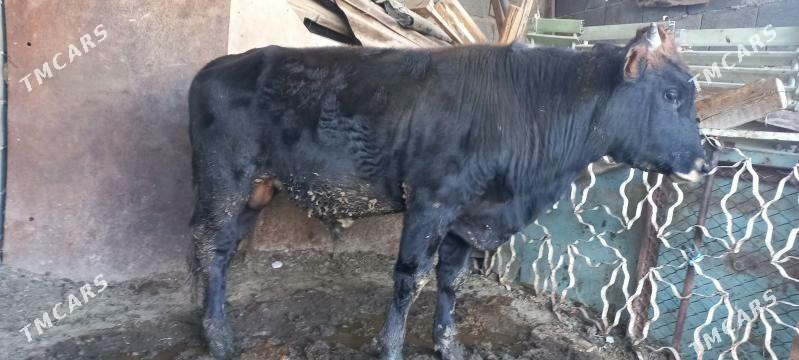 швед окуз - Ýalkym - img 2