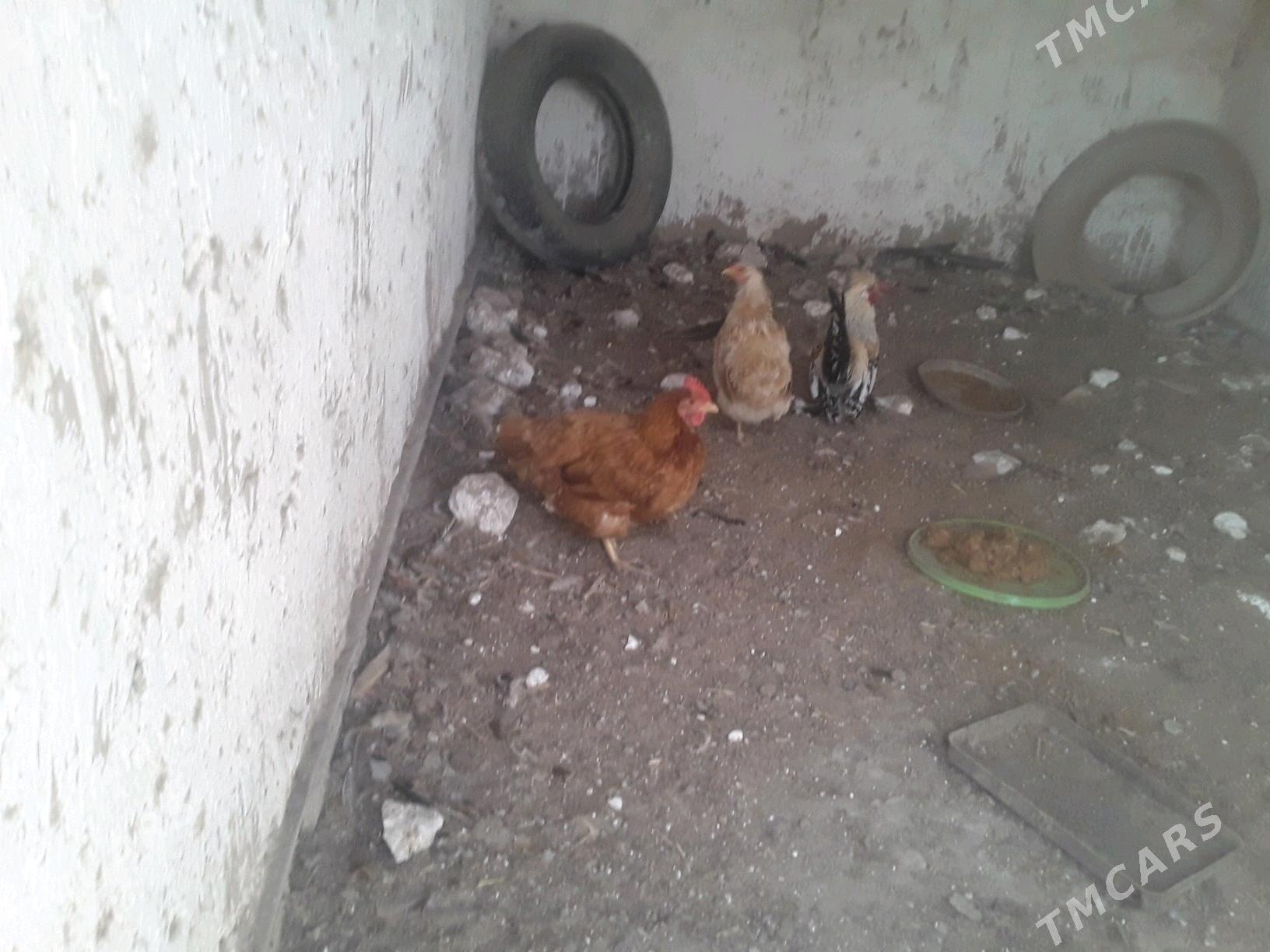 TOWUK - Губадаг - img 1