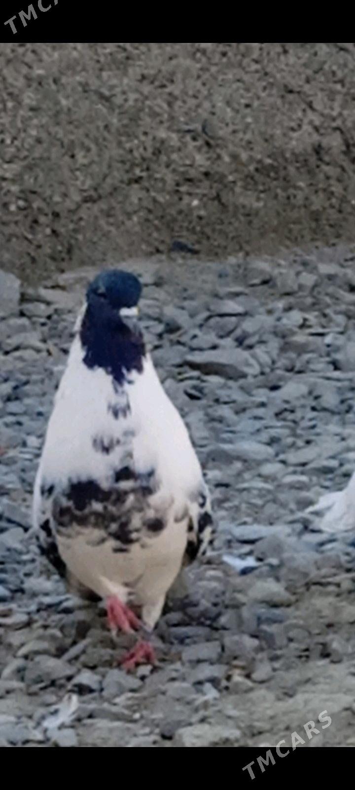 kepderi - Бахарден - img 1