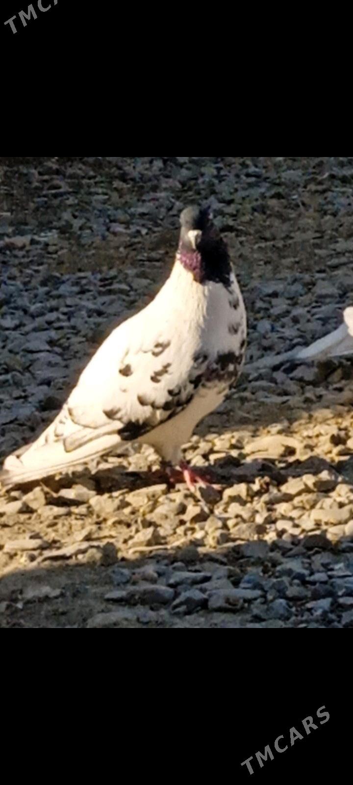 kepderi - Бахарден - img 2