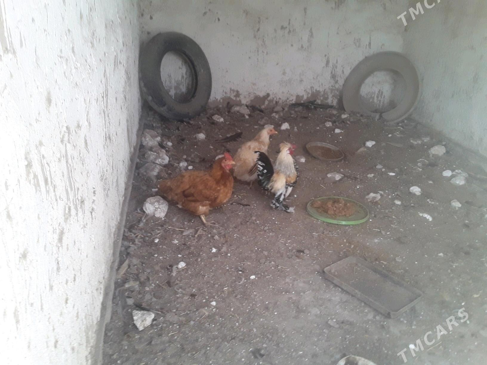 TOWUK - Губадаг - img 2