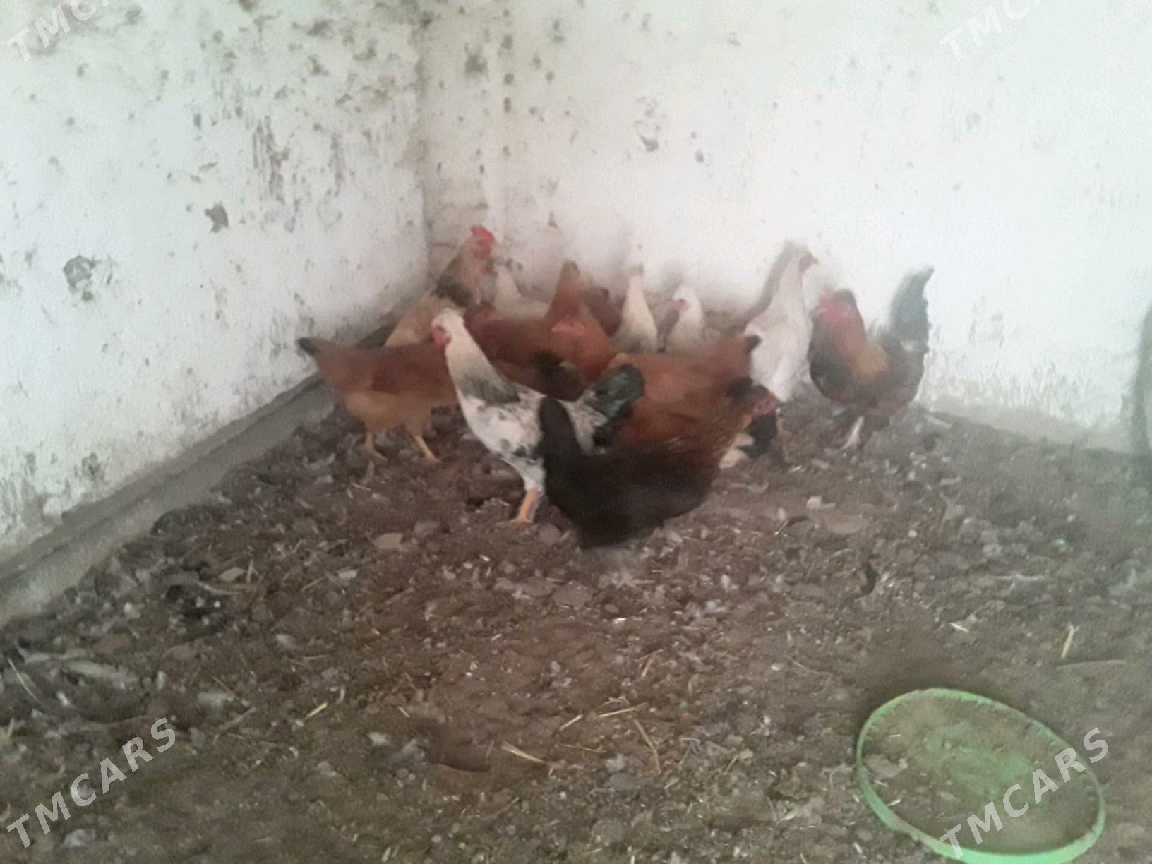 TOWUK - Губадаг - img 3