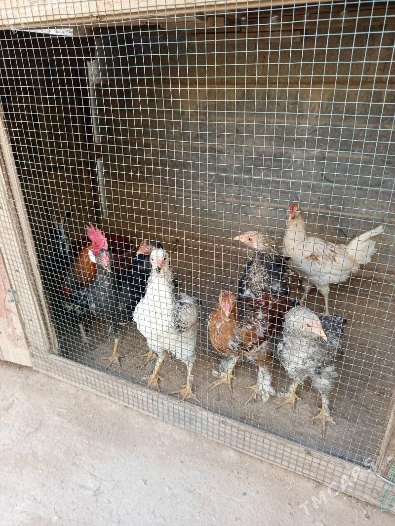 tawuk - Gumdag - img 4