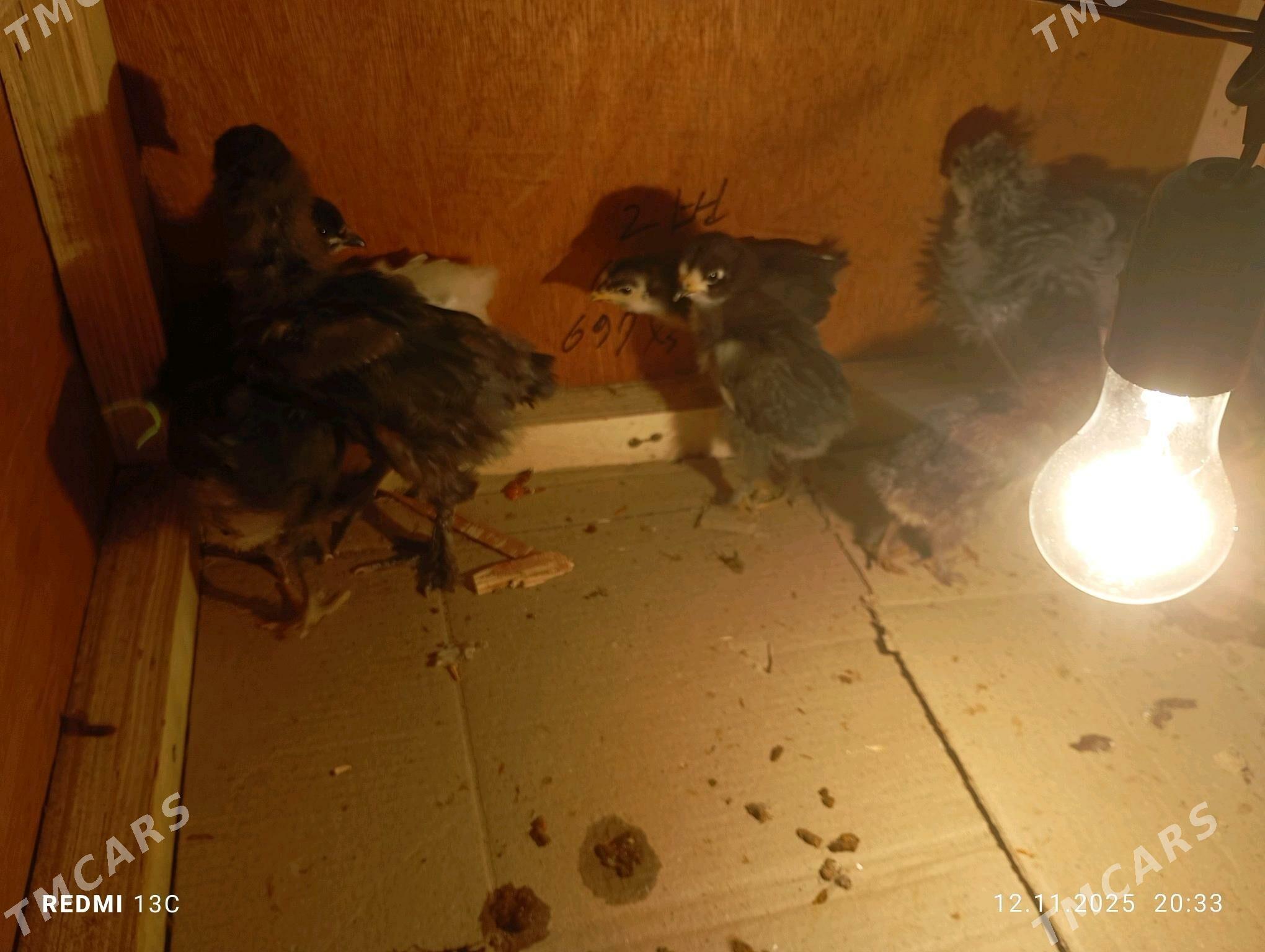 balgar jüýje - Мары - img 2